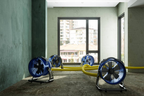 Best Local water damage restoration  in Wayne City, IL